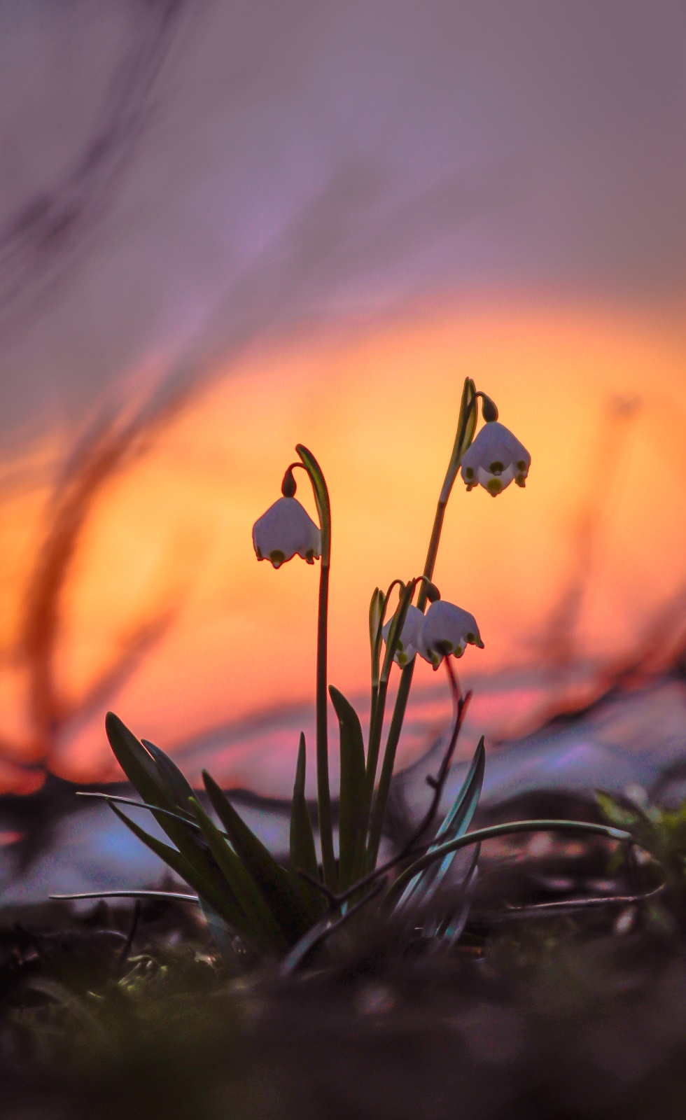 10. Platz Sieglinde Senser